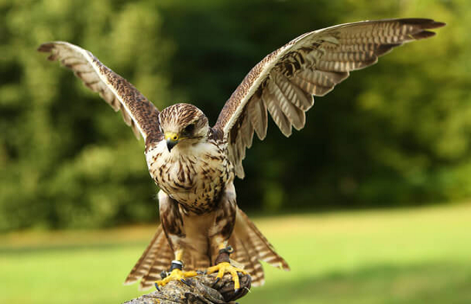 The Saker Falcon