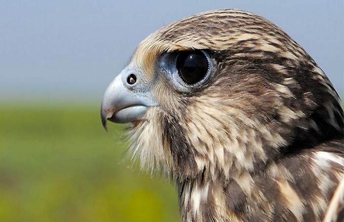 The Saker Falcon